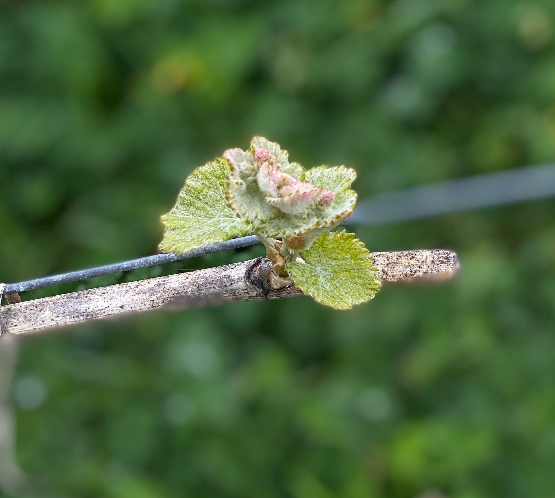 Taille de la vigne : 7 Secrets de vigneron pour un raisin sucré